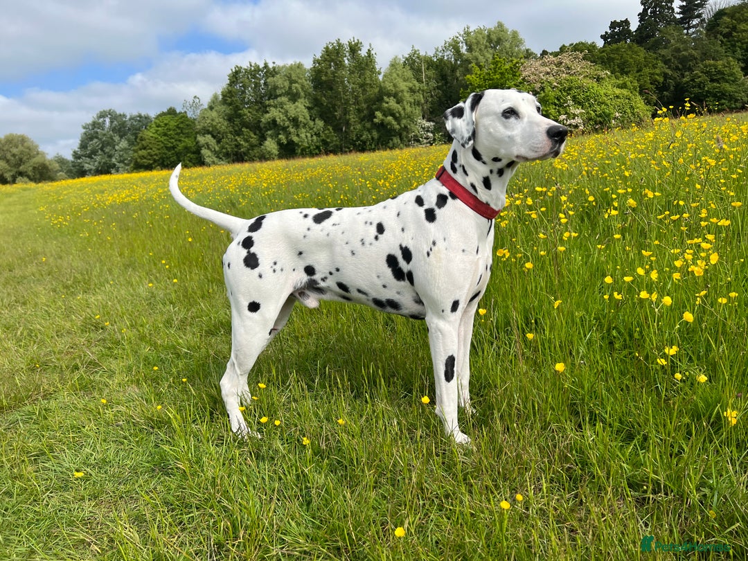 Dalmatian dogs for stud: PROVEN Black spot KC registered Dalmatian for STUD in Romford - Image 6