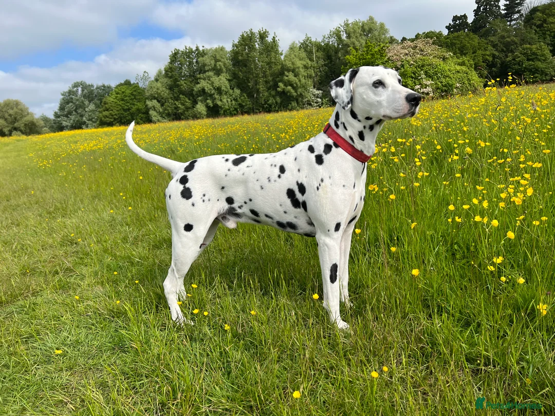 Dalmatian dogs for stud: PROVEN Black spot KC registered Dalmatian for STUD in Romford - Advert 8