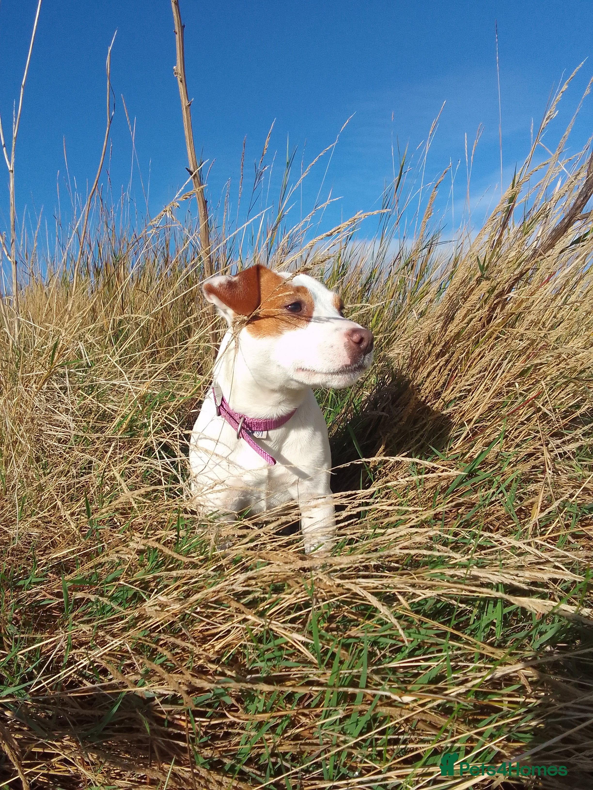 Jack Russell dogs Jack Russell 5 boy's - Advert 2