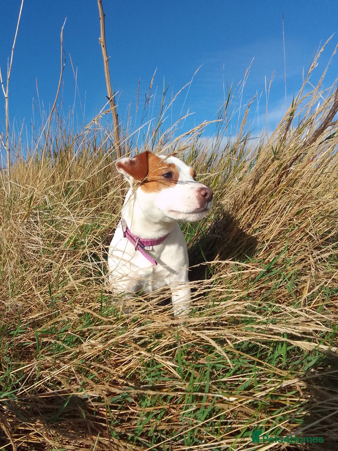 Jack Russell dogs for sale: Jack Russell 5 boy's - Advert 1