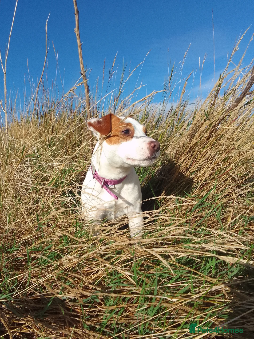 Jack Russell dogs for sale: 👑Jack💫Russell👑 💙 😍🤩🤗  - Advert 1