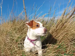 Jack Russell dogs 👑Jack💫Russell👑 💙 😍🤩🤗 - Advert 2