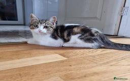Mixed Breed cats for sale: 2 Beautiful Kittens For Sale !!! - Image 7
