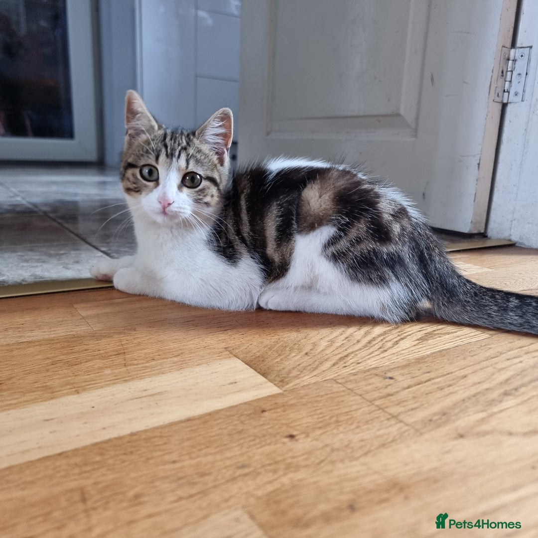 Mixed Breed cats for sale: 2 Beautiful Kittens For Sale !!! - Image 7