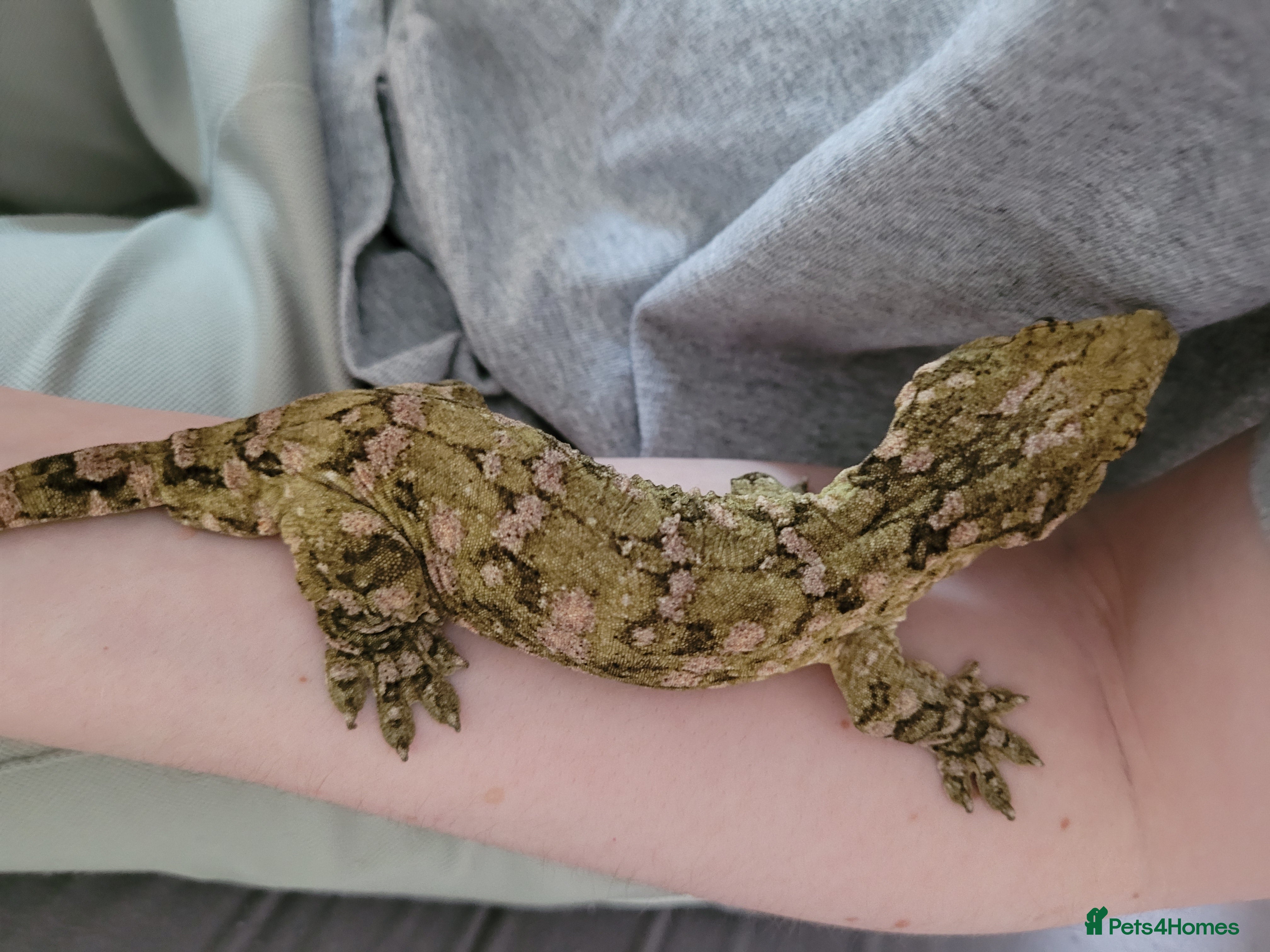 Gecko reptiles Leachianus & Crested Geckos Adults & Babies  - Advert 15