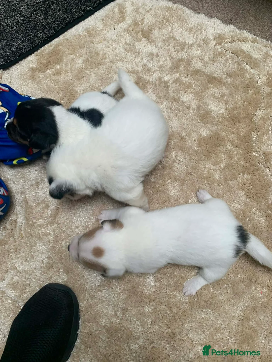 Jack Russell dogs for sale: Jack Russel pups  - Advert 10