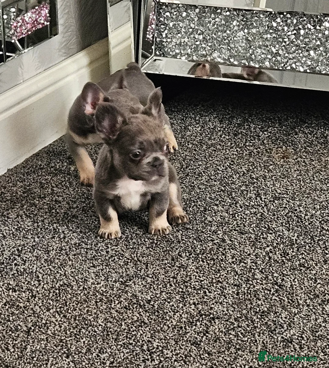 French Bulldog dogs for sale: 2 adorable french bulldogs - Advert 1
