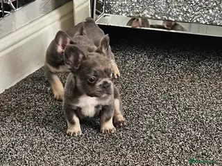 French Bulldog dogs 2 adorable french bulldogs - Advert 1