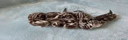 British Shorthair cats for sale: Imperial quality Silver Tabby kittens  - Advert 13
