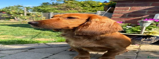 Lily