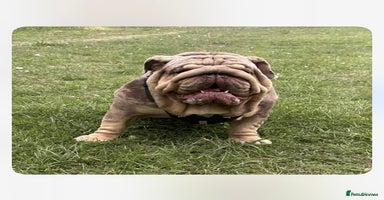 English Bulldog dogs - Advert 7