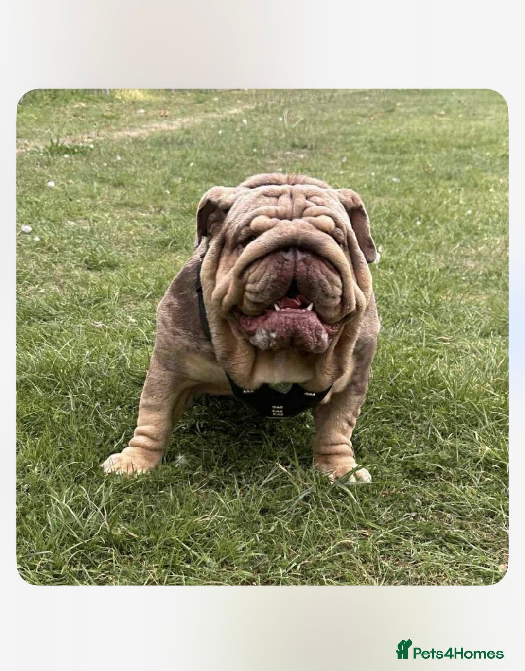 English Bulldog dogs for sale: World class English bulldogs / reduced  - Image 13