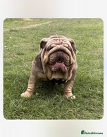 English Bulldog dogs - Advert 7