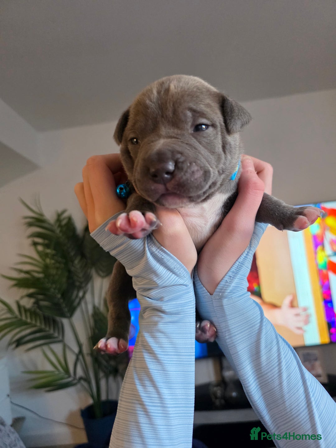 Staffordshire Bull Terrier dogs for sale: BLUE STAFFORDSHIRE BULL TERRIORS - Advert 4