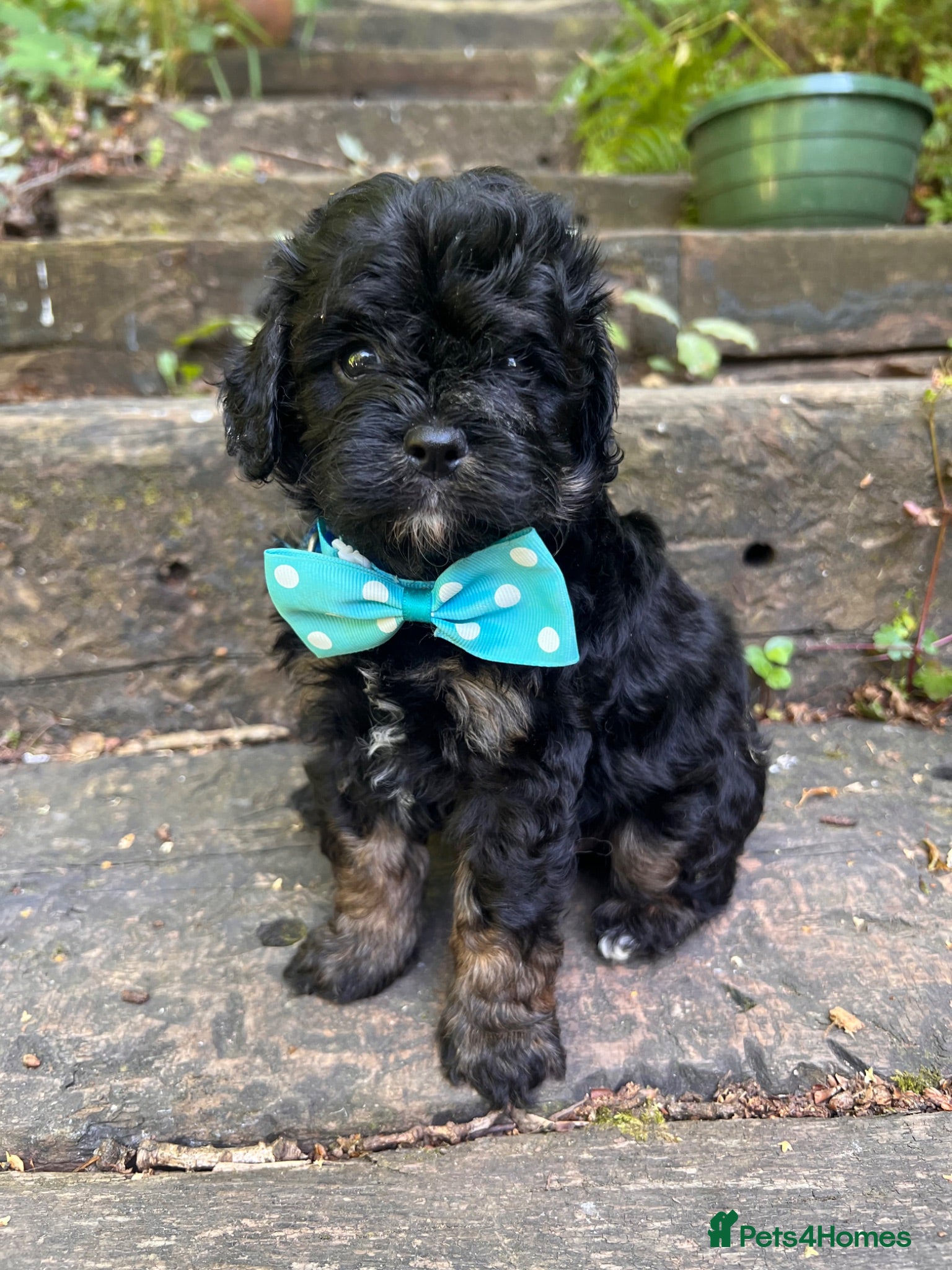 Cavapoo dogs Cavapoos From Extensively Health Tested Parents - Advert 2