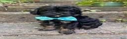 Cavapoo dogs for sale: Cavapoos From Extensively Health Tested Parents - Advert 6