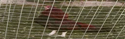 Chickens poultry for sale: 🌟Imported egg Aseel Rooster🌟 - Advert 7