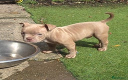 American Bully dogs for sale: Champagne, Chocolate, Merle Micro Pocket Bullys  in Wilmslow - Image 8