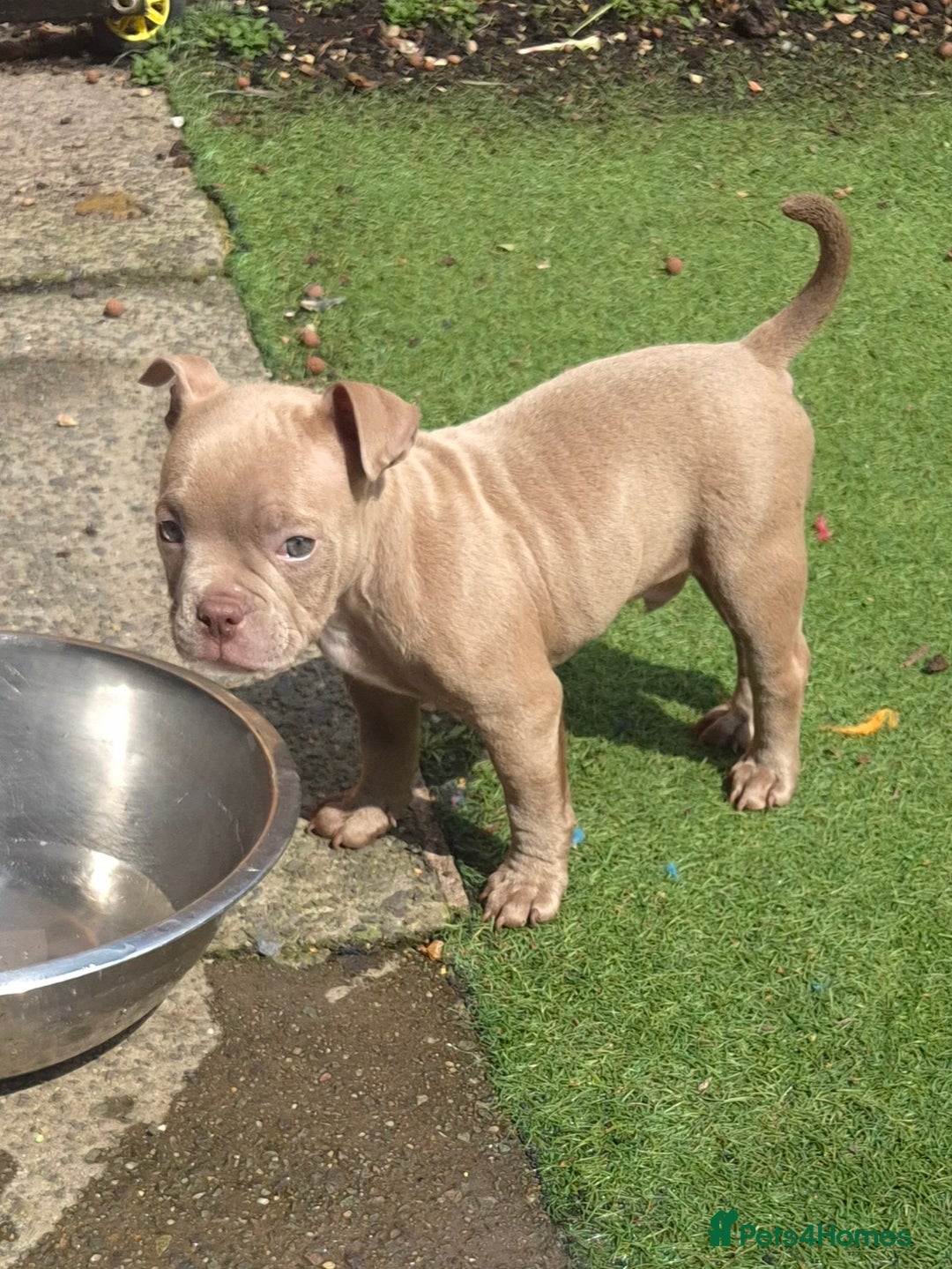 American Bully dogs for sale: Champagne, Chocolate, Merle Micro Pocket Bullys  in Wilmslow - Image 8
