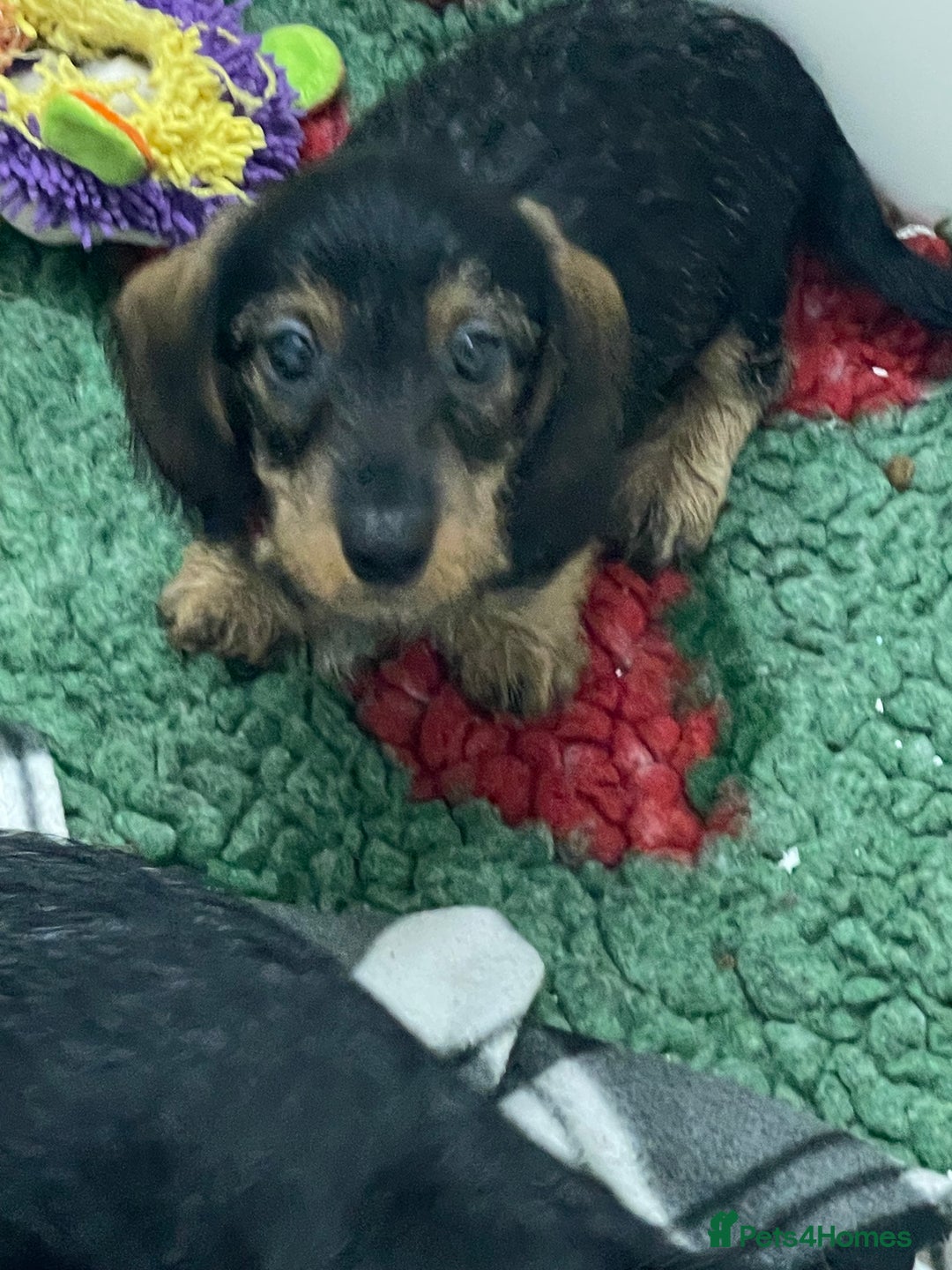 Dachshund dogs for sale: Dachshund - Miniatures wires  - Image 7