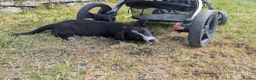 Mixed Breed dogs for sale: Cardigan Corgi - Advert 4
