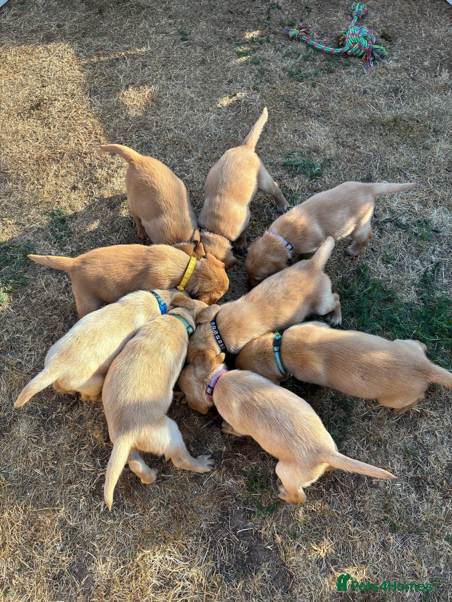 Labrador Retriever dogs ONLY 4 LEFT 🐾 STUNNING FAMILY KC LABRADORS  - Advert 2