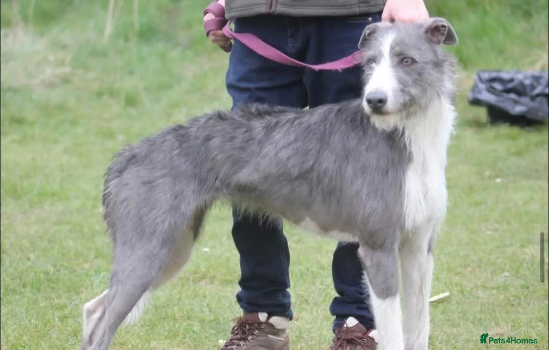 Lurcher dogs for sale: Lurcher pups  - Advert 1