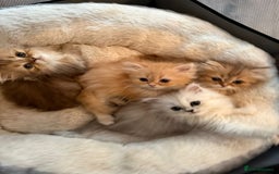 Persian cats for sale: Adorable Persian Kittens  - Image 1