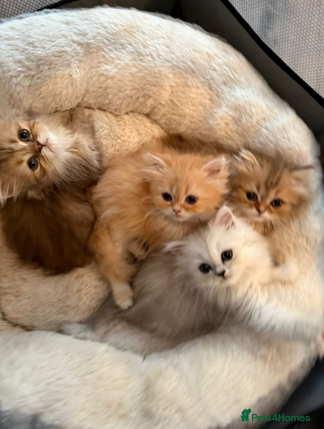Persian cats for sale: Adorable Persian Kittens  - Image 1