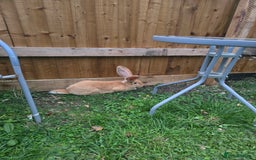 Continental Giant rabbits for sale: Giant Flemish Buck - Image 6