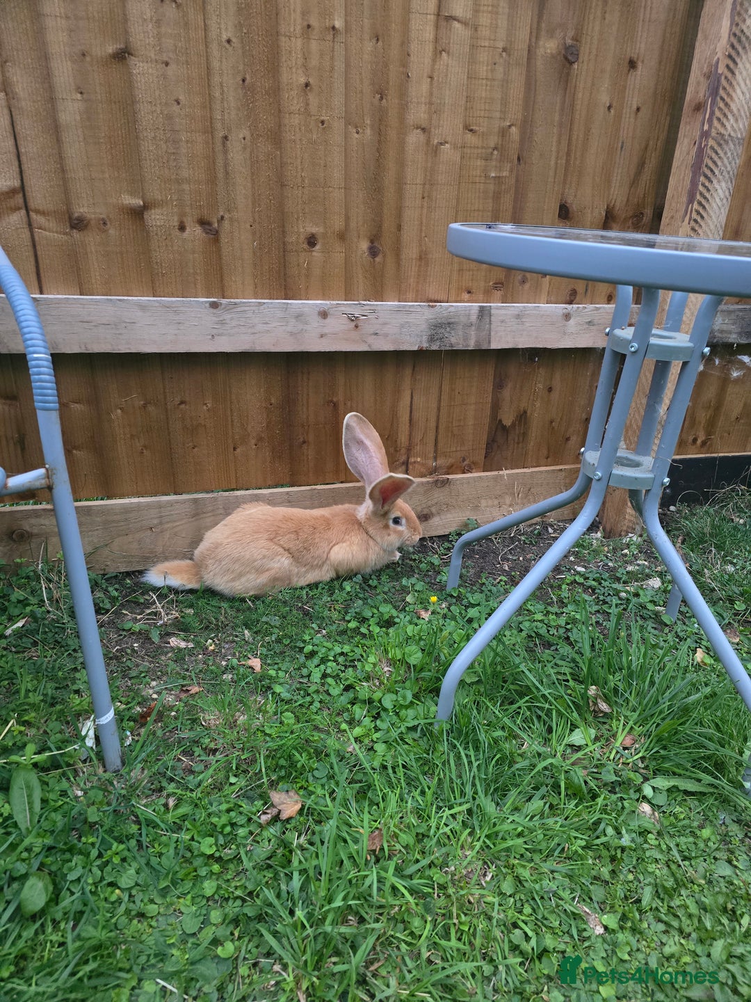 Continental Giant rabbits for sale: Giant Flemish Buck - Image 6