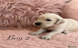 Golden Retriever dogs for sale: Beautiful GR Puppies – No Expense Spared! - Image 5