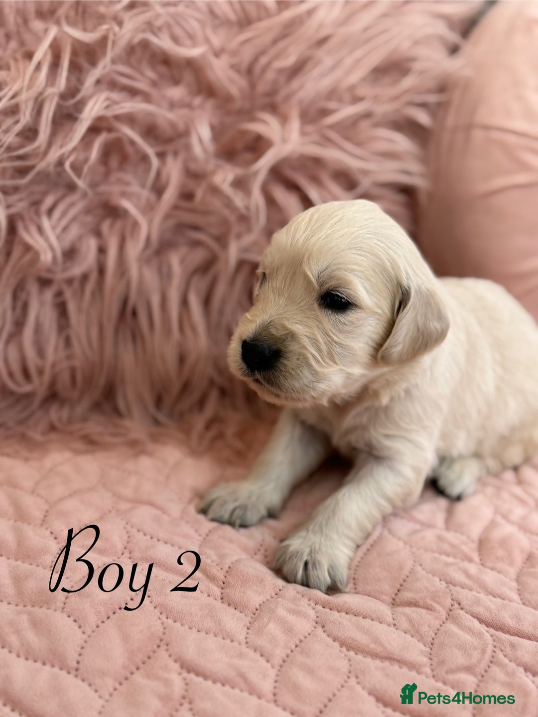 Golden Retriever dogs for sale: Beautiful GR Puppies – No Expense Spared! - Image 5