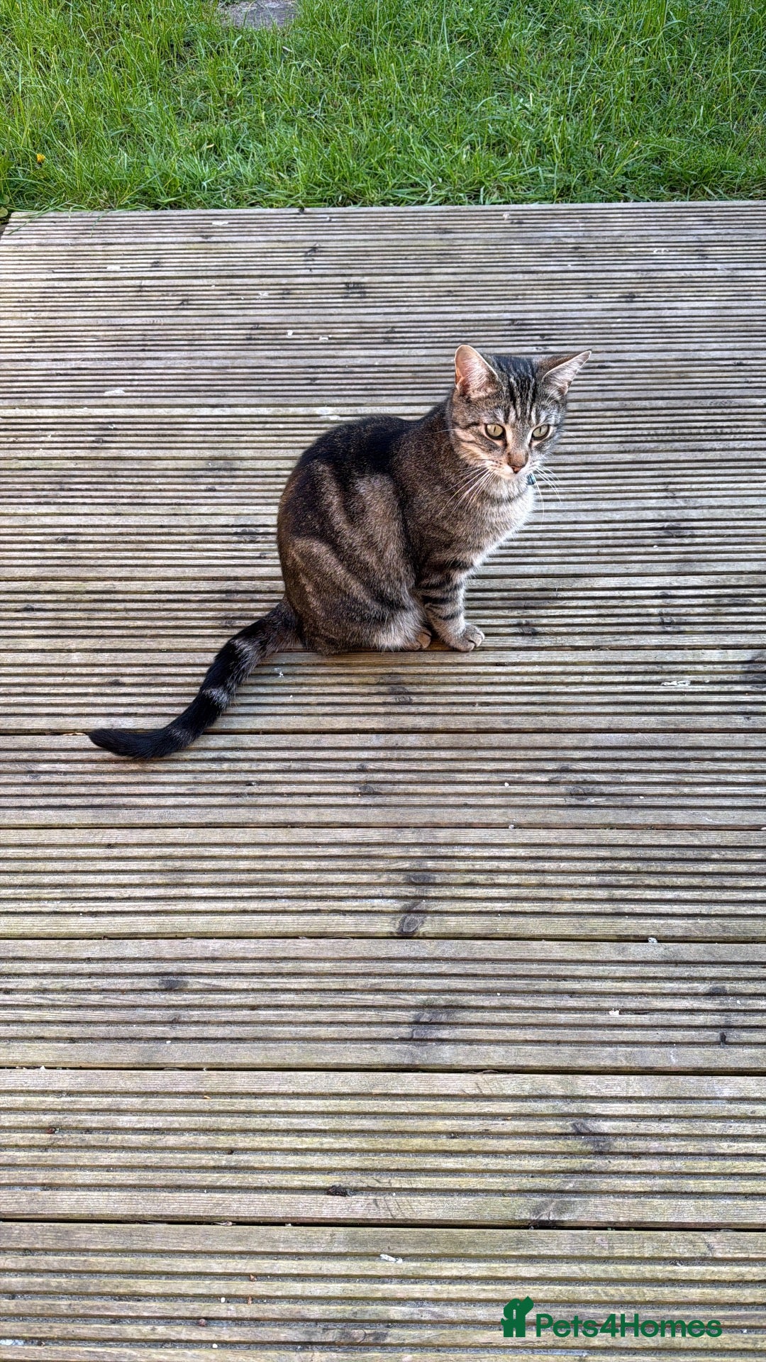 Mixed Breed cats for sale: Over 1 year old male cat Harry - Advert 1