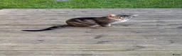 Mixed Breed cats for sale: Over 1 year old male cat Harry - Advert 1
