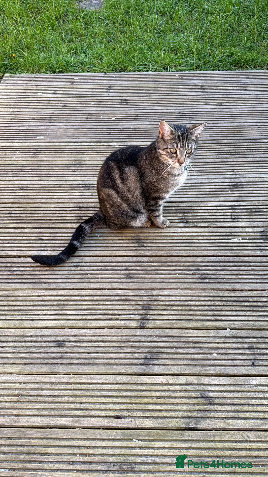 Mixed Breed cats for sale: Over 1 year old male cat Harry - Advert 1