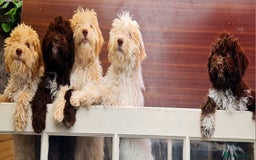 Lagotto Romagnolo dogs for sale: ❗️Ready to go❗️Lagotto - The best breed ever in London - Image 2
