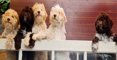 Lagotto Romagnolo dogs in London - Advert 9