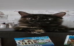 Maine Coon cats for sale: Amazing tortie Mainecoons - Image 23