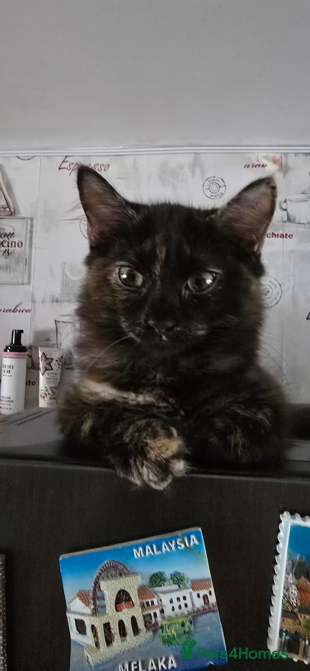 Maine Coon cats for sale: Amazing tortie Mainecoons - Image 23