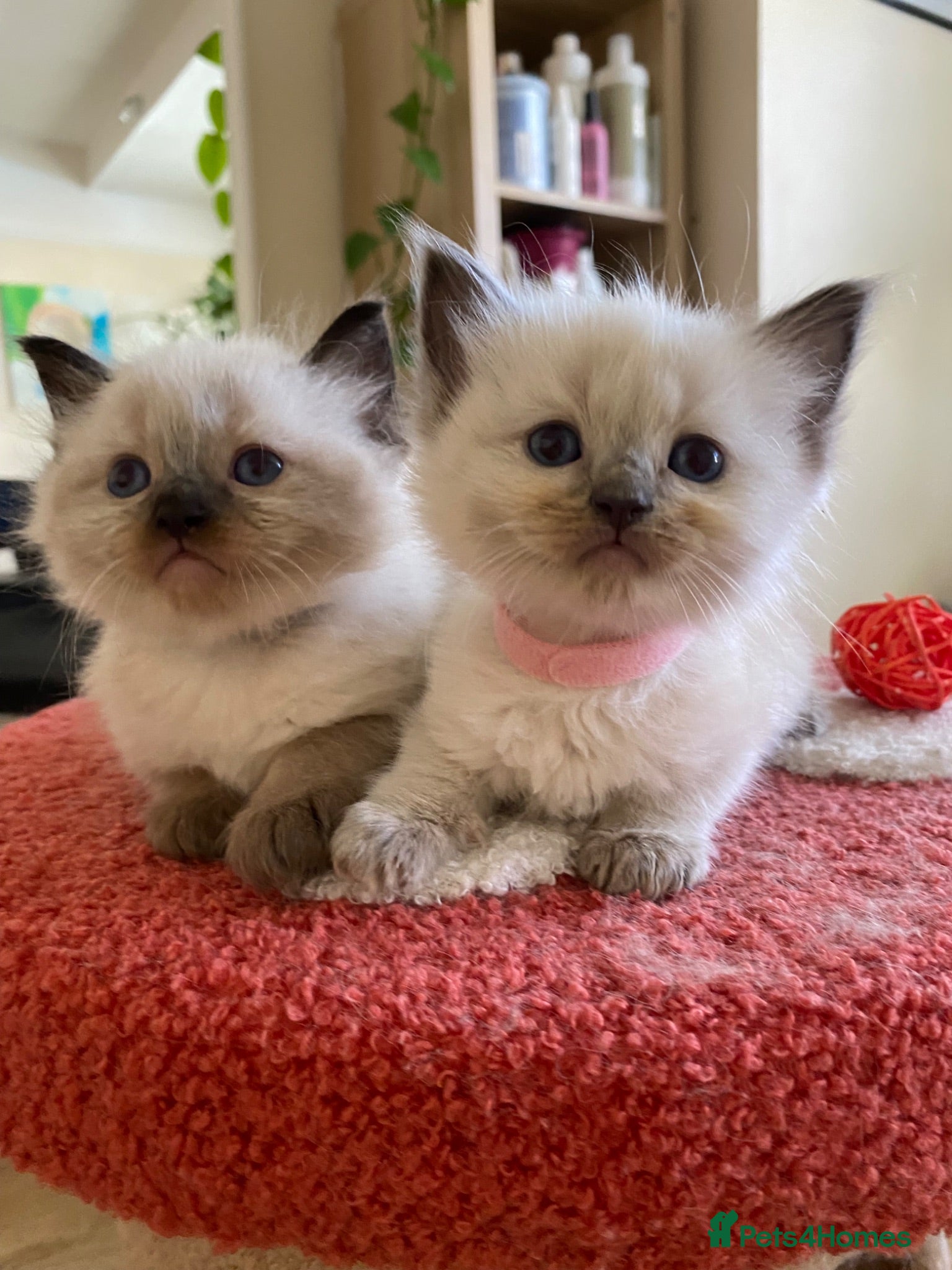Ragdoll cats Ragdoll Kittens  - Advert 9