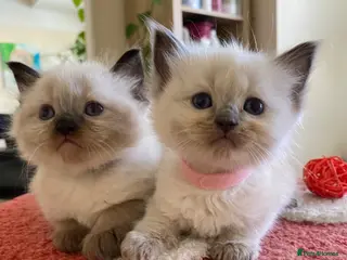 Ragdoll cats Ragdoll Kittens - Advert 2