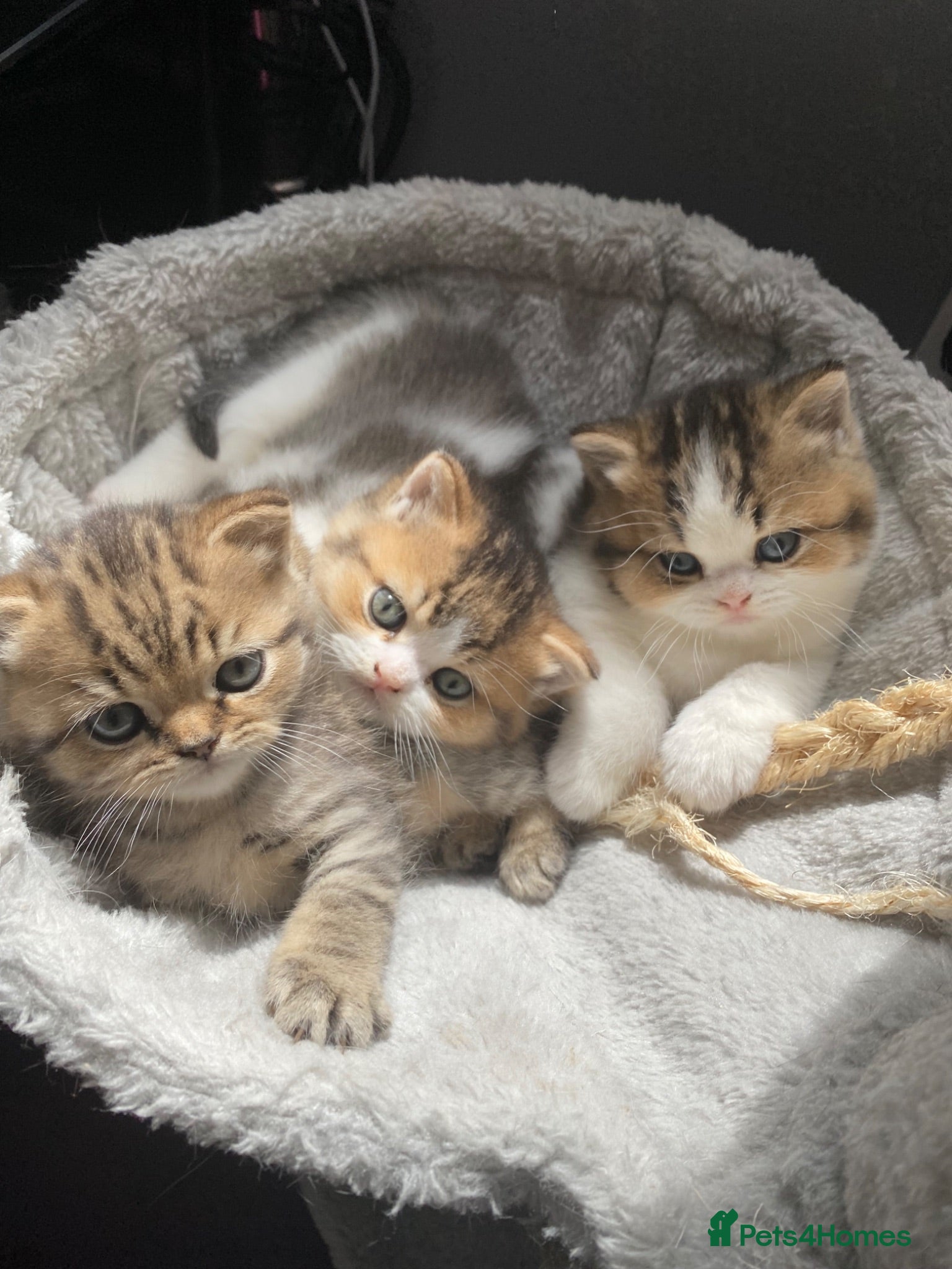 British Shorthair cats British Short Hair Kittens Purebred - Advert 4