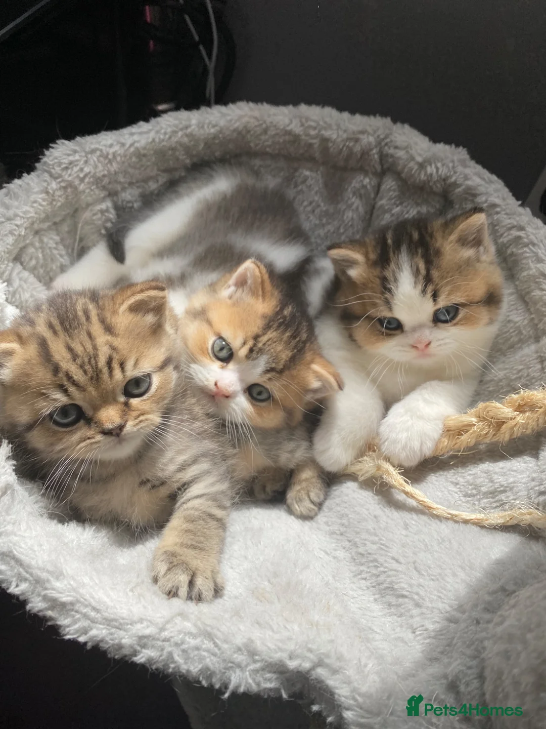 British Shorthair cats for sale: British Short Hair Kittens Purebred - Advert 1