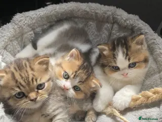 British Shorthair cats British Short Hair Kittens Purebred - Advert 4