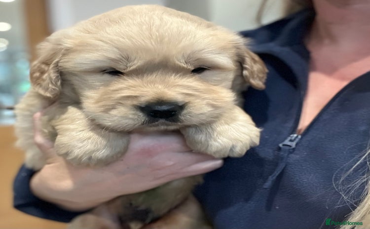 Golden Retriever dogs Beautiful KC Show Type Golden Retriever  Puppies - Advert 7