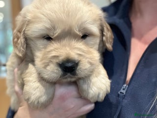 Golden Retriever dogs Beautiful KC Show Type Golden Retriever Puppies - Advert 1