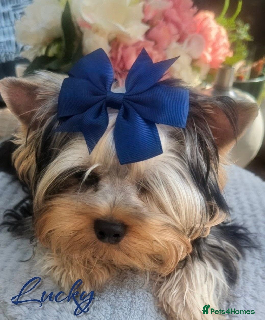 Yorkshire Terrier dogs 👉Yorkshire Terrier Pups–KC Lines, Health Checked - Advert 8