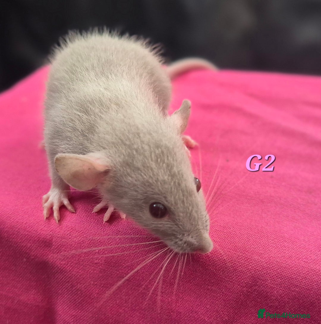 Rat rodents for sale: Female rats - Image 5