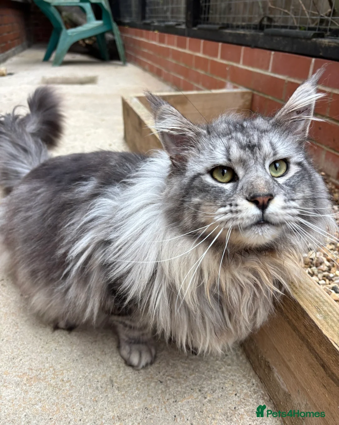 Maine Coon cats for sale: Silver TICA registered boy available  - Advert 2